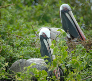 Brown Pelican