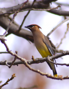 Cedar Waxwing