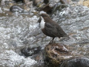 White-throated Dipper