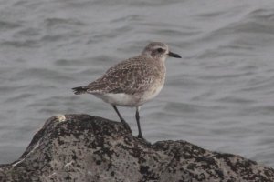 Black-bellied plover