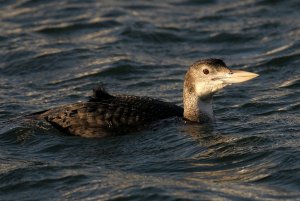 White-billed Diver