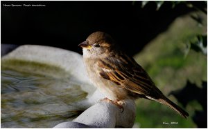 House-Sparrow