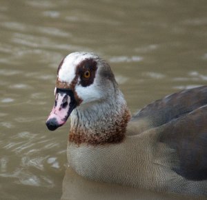 Egyptian goose