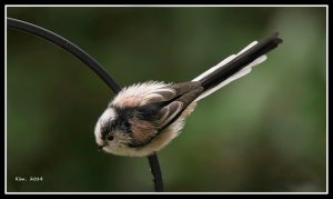 Long-tailed Tit