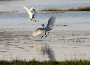 Great Egret