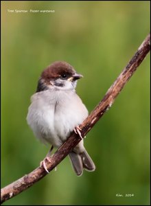 Tree Sparrow