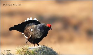 Black Grouse