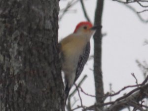 Red-Bellied Woodpecker - Male