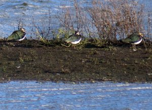 Lapwing