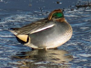 Resting Teal