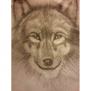 Wolf Drawing