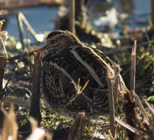 Snipe_Titchwell