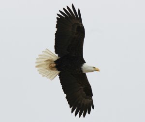 Bald Eagle