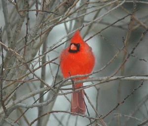 Cardinal