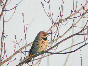 Yellow Shafted Flicker