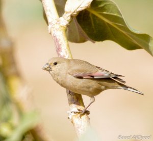 Female Desert Finch