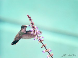 Antillean Crested Hummingbird