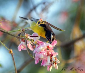 Bananaquit