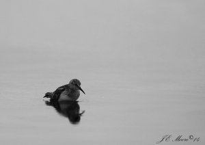 Least Sandpiper