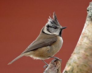 crested tit