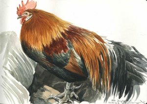 Red junglefowl study