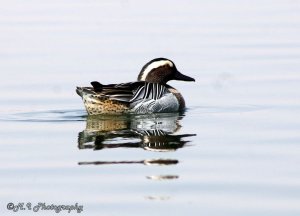 Male The Garganey Duck