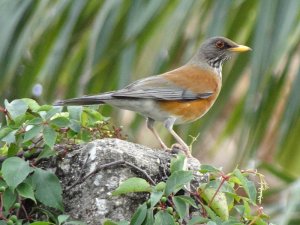 Rufous-backed Thrush (Robin)