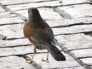 Rufous-backed Thrush