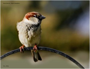 House Sparrow