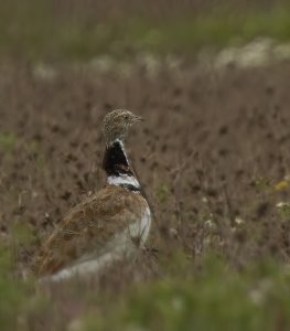 Little Bustard