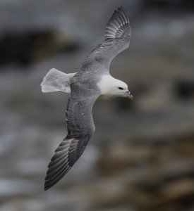 Fulmar in Flight