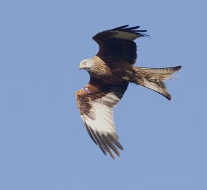 Red Kite in Flight with Nesting Material