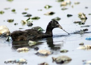 Crested Coot  chick