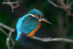 Common Kingfisher