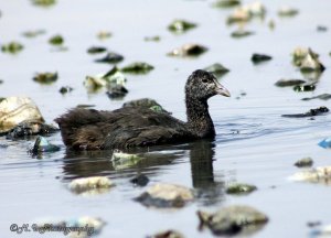 Crested Coot or The Red-knobbed Coot (Fulica cristata) chick