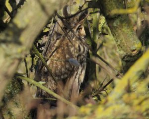 Long-eared Owl