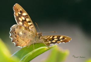 BASKING IN THE SUN