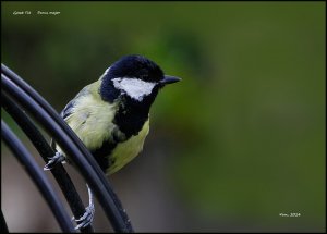 Great Tit