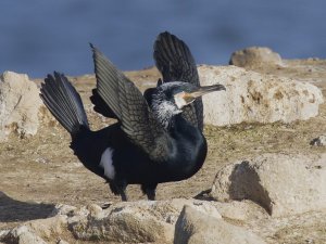Cormorant Displaying