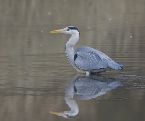 Grey Heron