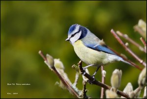 Blue Tit