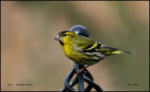 Siskin