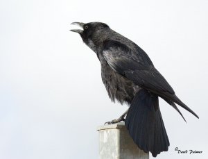 SOMETHING TO CROW ABOUT.