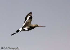 Black-tailed Godwit