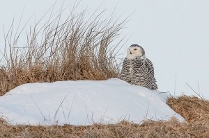 Snowy Owl