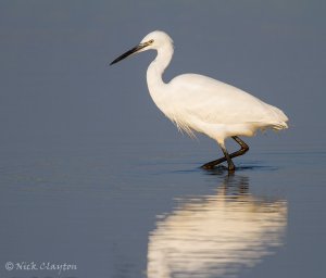 Little Egret