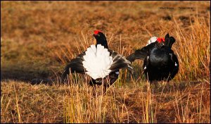 Black Grouse, Lek