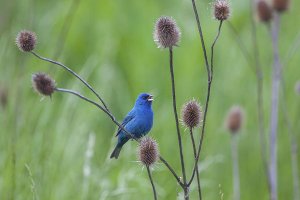 Indigo Bunting singing from a thistle tangle