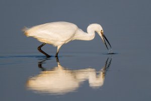 Little Egret