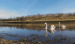 Swan on the Don